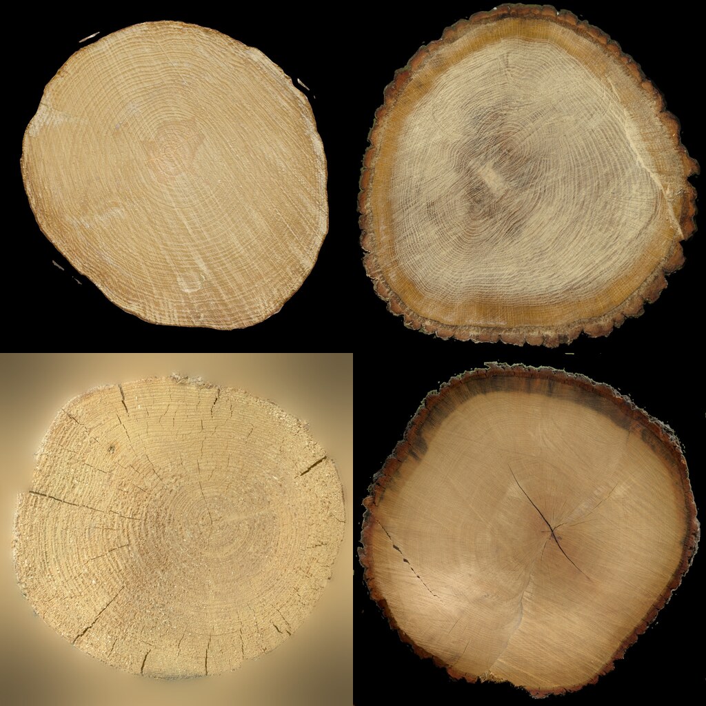 High-Quality Tree Textures for 3D Artists