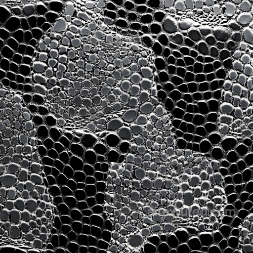 Reptilian Scale Skin Texture with High Detail and Gloss seamless Skin PBR texture