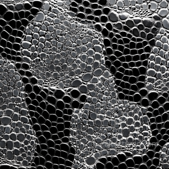 Reptilian Scale Skin Texture with High Detail and Gloss Skin texture preview