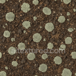 seamless Seamless 3d texture pbr 8k lichen crust ground surface with lichen patches and organic debris texture 8k free download PBR