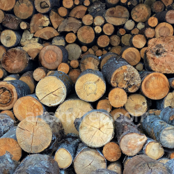 seamless High-Resolution PBR Texture of Wood Logs Cross-Sections texture 8k free download PBR