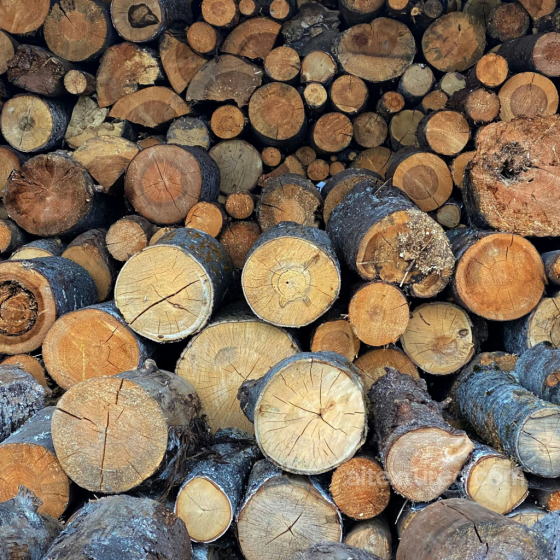 PBR Texture of Wood Logs Cross-Sections Wood texture preview