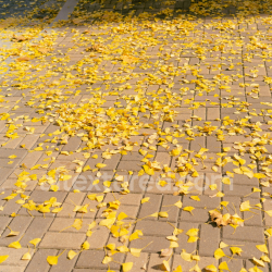 seamless Brick Pavement Texture Covered with Scattered Yellow Leaves texture 8k free download PBR