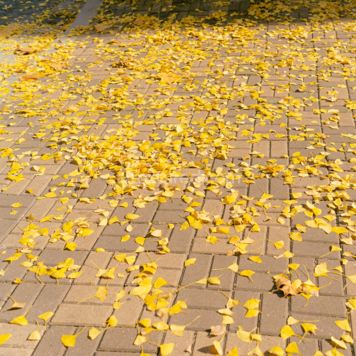 Preview — Brick Pavement Texture Covered with Scattered Yellow Leaves