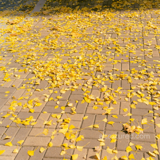 Brick Pavement Texture Covered with Scattered Yellow Leaves Brick texture preview