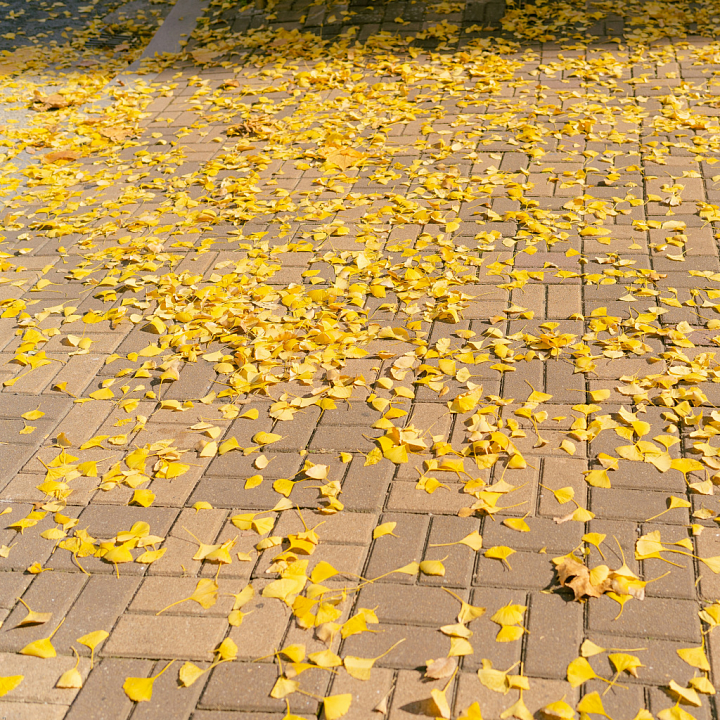Brick Pavement Covered with Scattered Yellow Leaves Asphalt seamless PBR texture preview