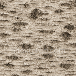 seamless Coarse Birch Bark Texture Seamless 1024X1024 texture 1024x1024 free download PBR