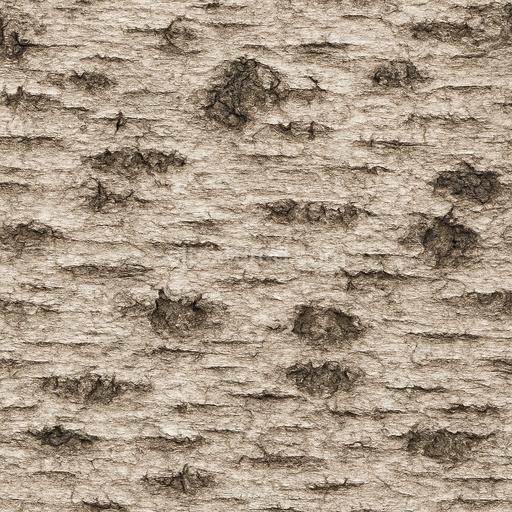 Coarse Birch Bark Texture Seamless 1024X1024