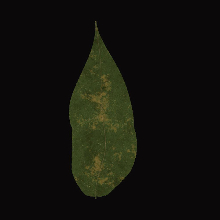 Leaf Generator seamless PBR texture preview