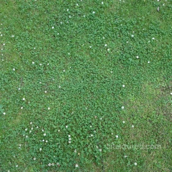 Seamless PBR Ground Texture Featuring Dense Grass and Small White Flowers Ground surface texture preview
