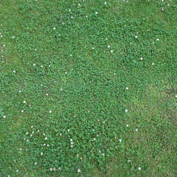Ground Featuring Dense Grass and Small White Flowers seamless PBR texture preview