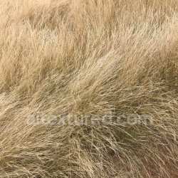 seamless Dry Tall Grass Texture for PBR Ground Surfaces in 4K texture 8k free download PBR