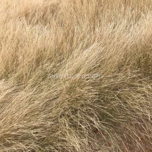 Preview — Dry Tall Grass Texture for PBR Ground Surfaces in 4K