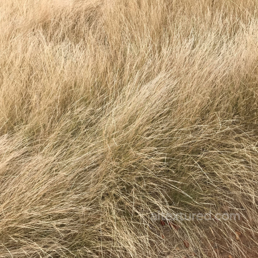 Dry Tall Grass Texture for PBR Ground Surfaces in 4K seamless Ground surface PBR texture