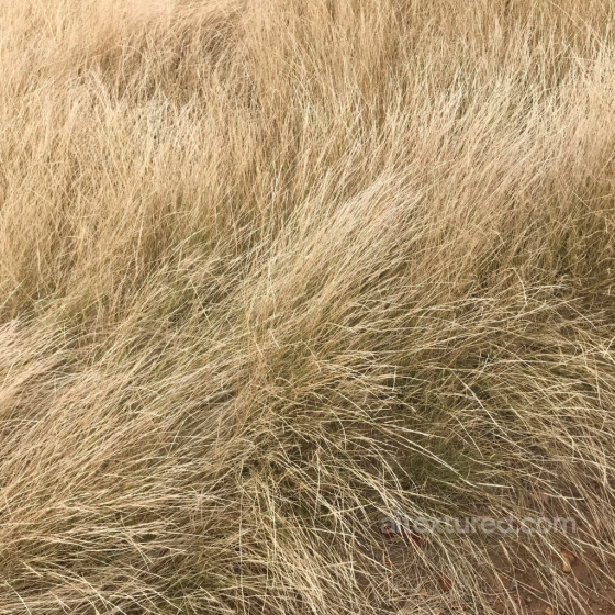 Dry Tall Grass Texture for PBR Ground Surfaces in 4K Ground surface texture preview
