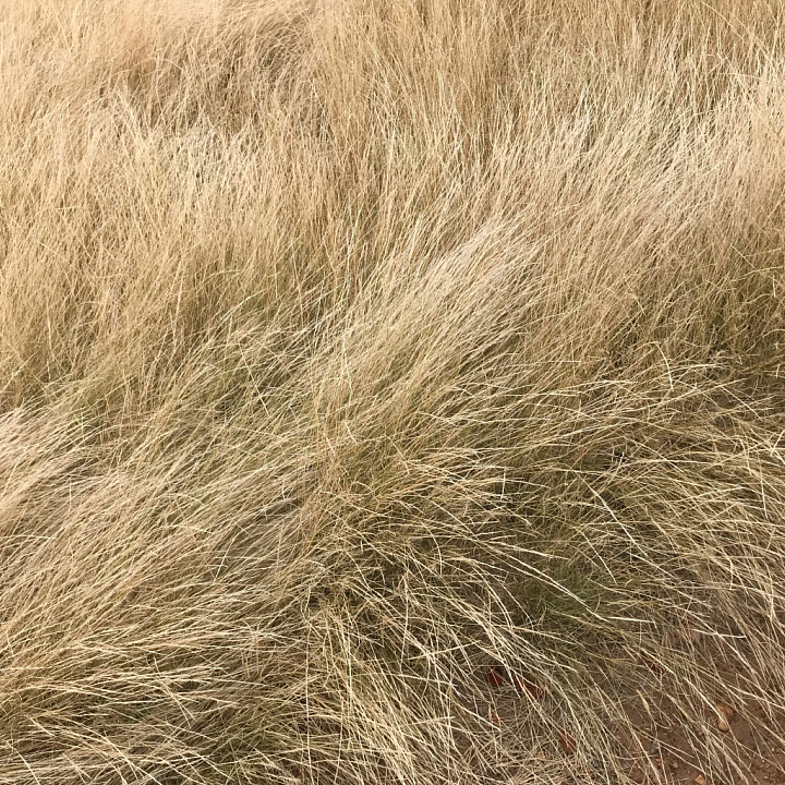 Dry Tall Grass for Ground Surfaces in seamless PBR texture preview