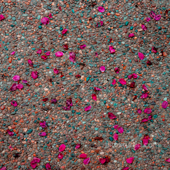 Detailed Pebble Ground Texture with Scattered Pink Petals for PBR Ground surface texture preview