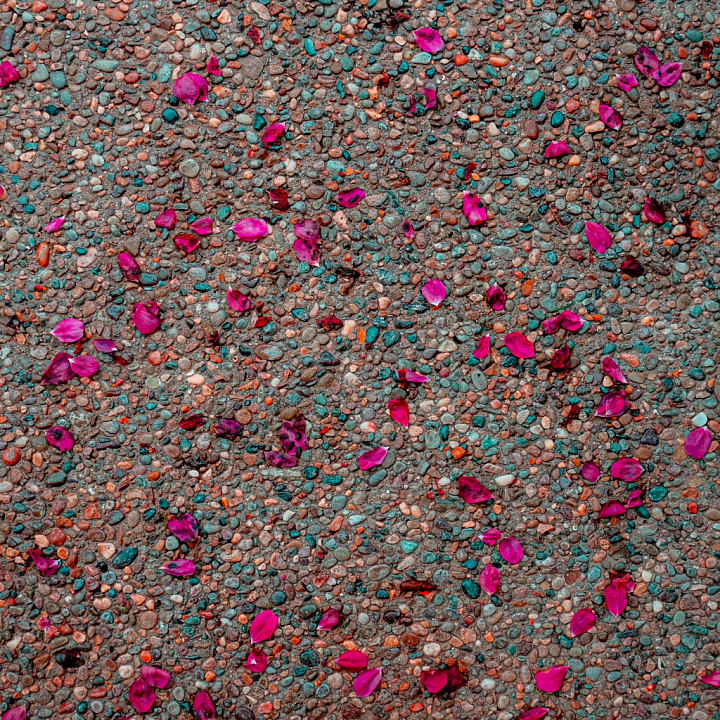 Detailed Pebble Ground with Scattered Pink Petals for seamless PBR texture preview