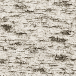 seamless Rough Birch Bark Texture Seamless 1024X1024 texture 1024x1024 free download PBR