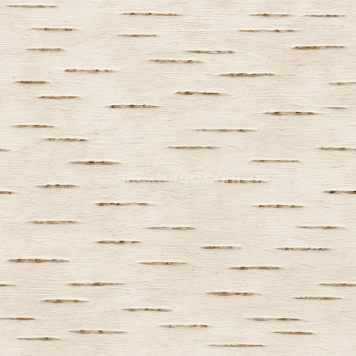 Smooth Birch Bark Texture Seamless 1024X1024