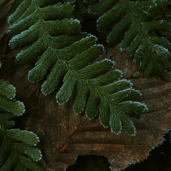 Frosted Ground with Green Fern and Brown Leaves seamless PBR texture preview