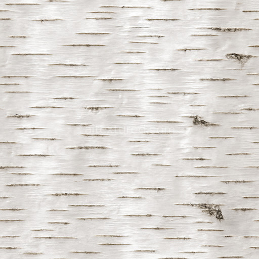 Shiny Birch Bark Texture Seamless 1024X1024