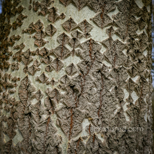 Rustic Cracked Plaster Texture with High Relief and Weathered Details seamless Bark PBR texture
