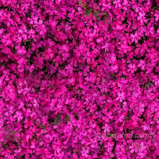 Seamless PBR Flower Pattern Texture Foliage texture preview