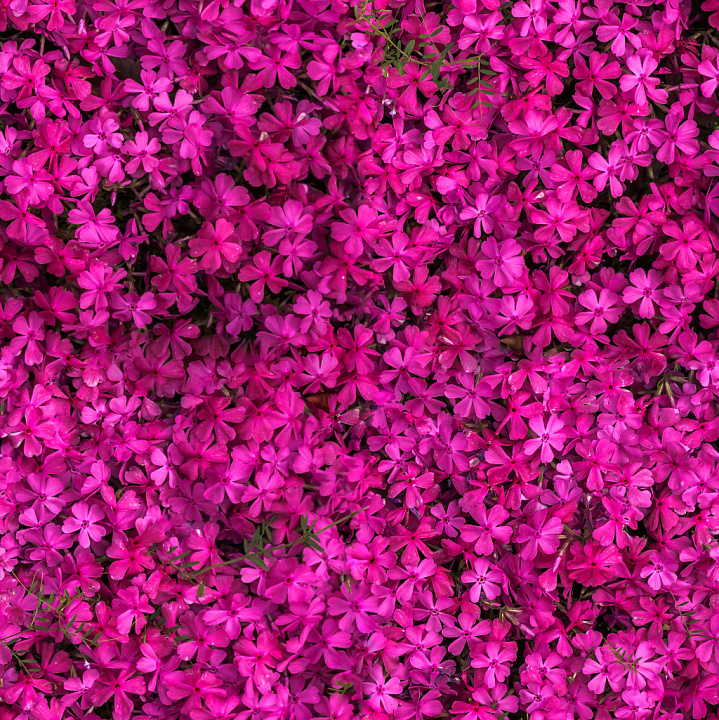 Flower Pattern seamless PBR texture preview