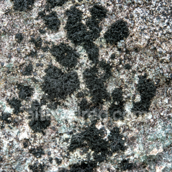 seamless High-Resolution Black Lichen Detailed Rocky Stone Texture texture 8k free download PBR