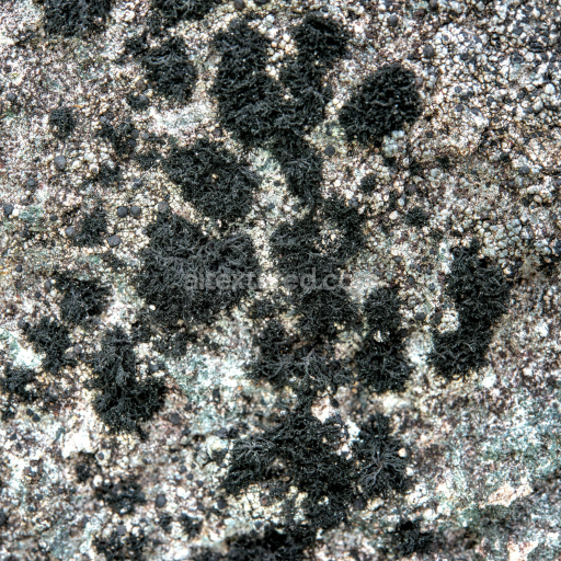 Preview — High-Resolution Black Lichen Detailed Rocky Stone Texture