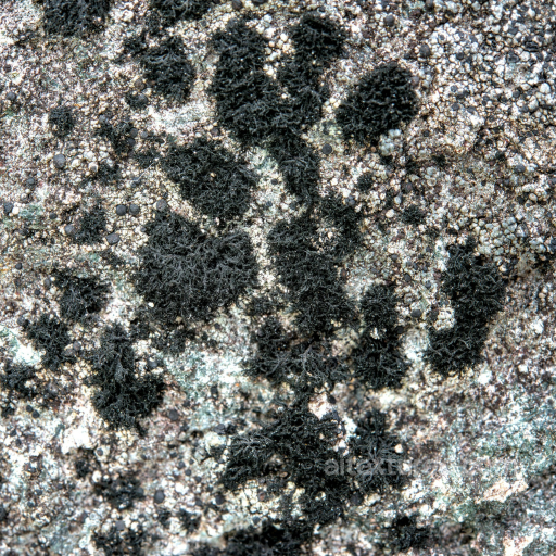 Black Lichen Detailed Rocky Stone Texture seamless Stone PBR texture