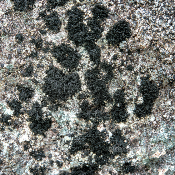 Black Lichen Detailed Rocky Stone Texture Stone texture preview