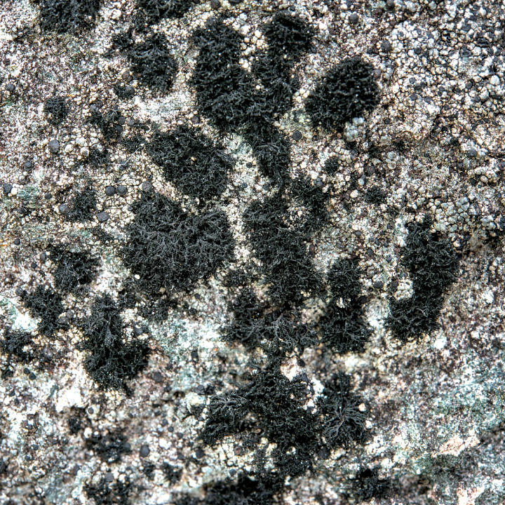 Black Lichen Detailed Rocky Stone seamless PBR texture preview