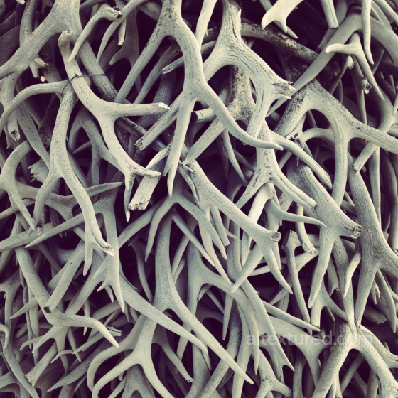 PBR Woodland Antler Texture Featuring Weathered Natural Surfaces Wood texture preview