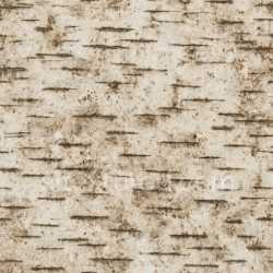 seamless Dirty Birch Texture Seamless texture 8k free download PBR