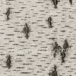 seamless Seamless Birch Texture Seamless texture 8k free download PBR