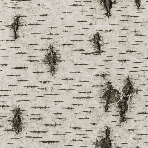 Seamless Birch Texture Seamless