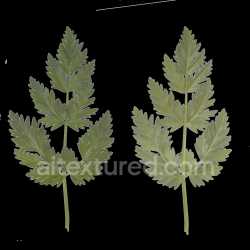seamless Leaf Green Natural Texture Seamless Pbr Tileable Detail Organic Highres texture 8k free download PBR