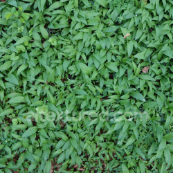 seamless High-Resolution PBR Texture of Ground Covered with Fresh Green Foliage and Leaves texture 8k free download PBR