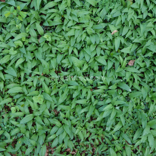 Preview — High-Resolution PBR Texture of Ground Covered with Fresh Green Foliage and Leaves