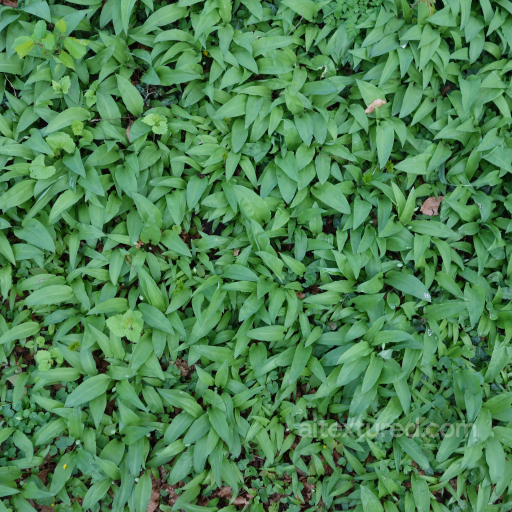 PBR Texture of Ground Covered with Fresh Green Foliage and Leaves seamless Ground surface PBR texture