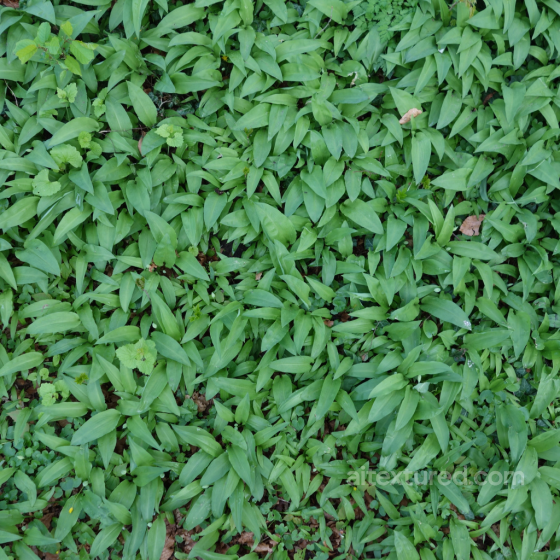 PBR Texture of Ground Covered with Fresh Green Foliage and Leaves Ground surface texture preview