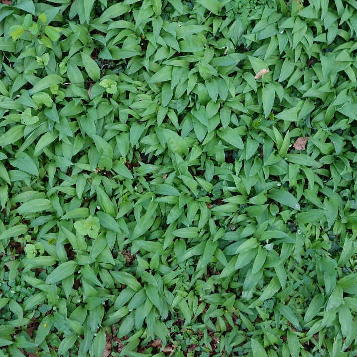 of Ground Covered with Fresh Green Foliage and Leaves seamless PBR texture preview