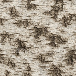seamless Rough Birch Texture Seamless 1024X1024 texture 1024x1024 free download PBR