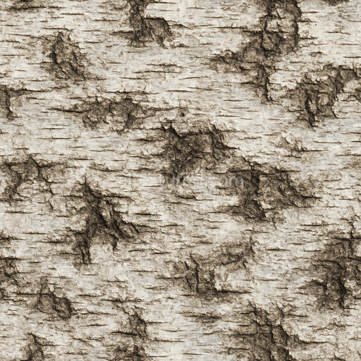Rough Birch Texture Seamless 1024X1024