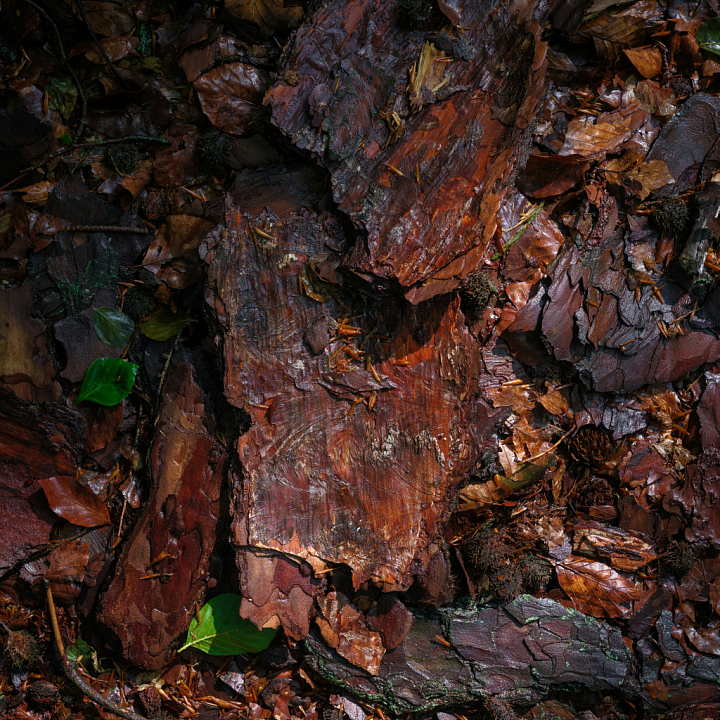 Wood Bark with Natural Forest Floor Debris seamless PBR texture preview