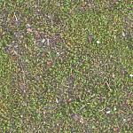 Moss