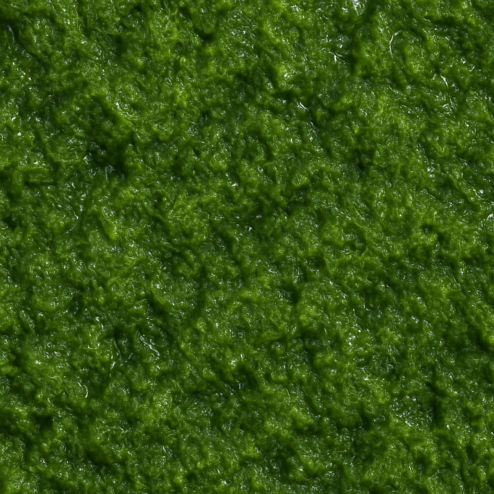 Shiny Wet Moss seamless PBR texture preview