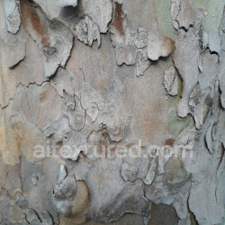 seamless Weathered Tree Bark Texture with Natural Peeling and Rough Surface texture 8k free download PBR